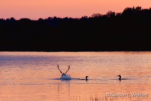 Three Loons At Sunset_17783.jpg - Common Loons (Gavia immer) photographed on the Rideau Canal Waterway at Kilmarnock, Ontario, Canada.